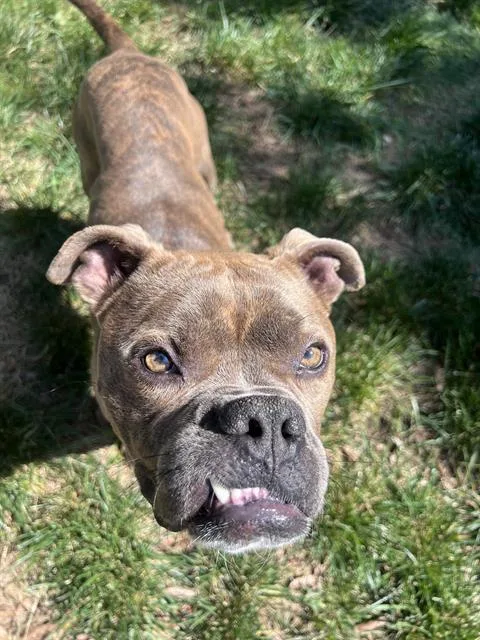 An adult medium-sized male American Bulldog dog named York for adoption in Charlotte, NC
