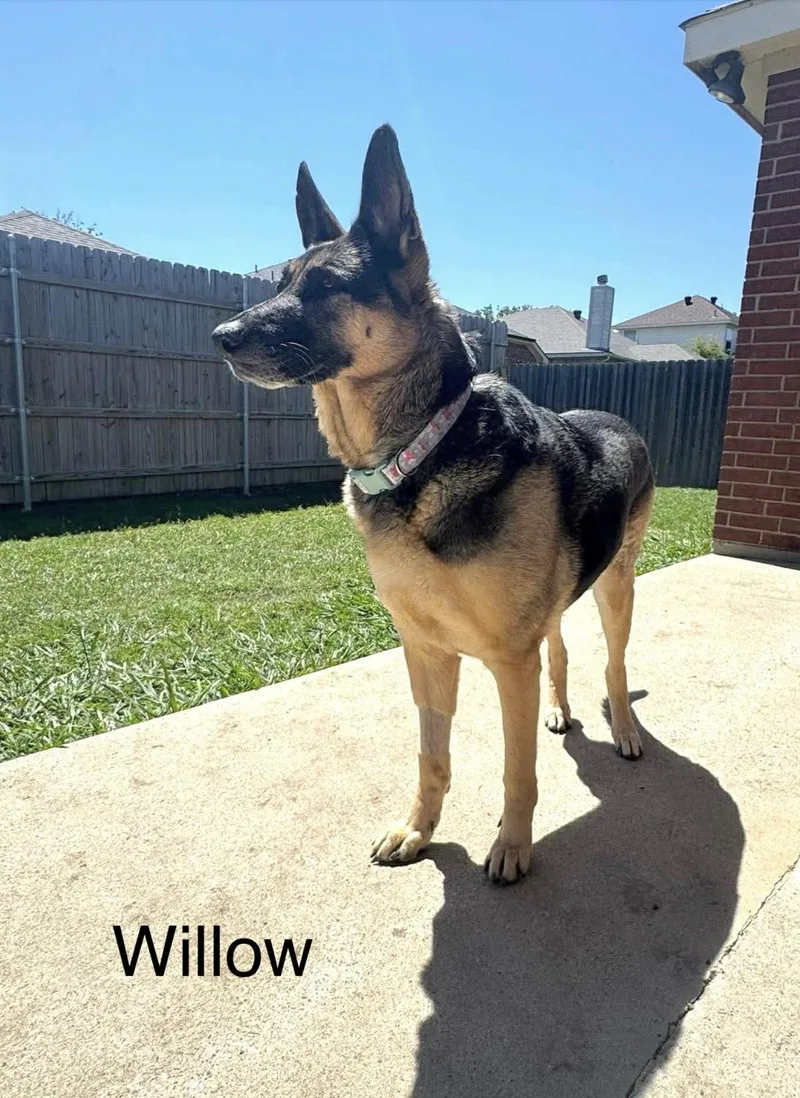 An adult large-sized female German Shepherd Dog dog named Willow for adoption in Allen, TX