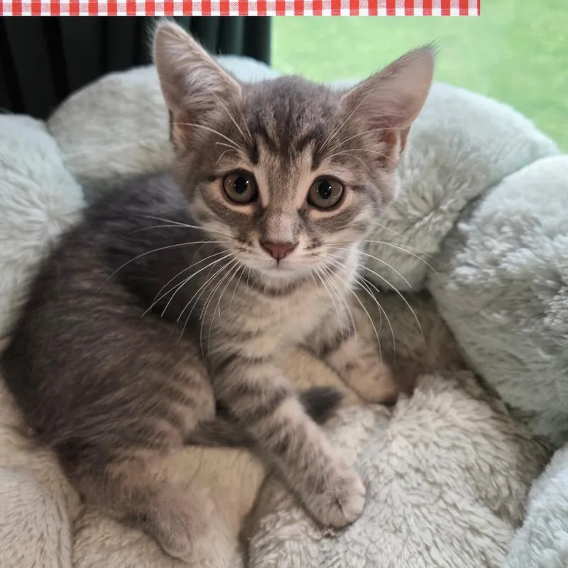 A baby small-sized female Gray / Blue / Silver Domestic Long Hair cat named Popsicle for adoption in Wind Gap, PA