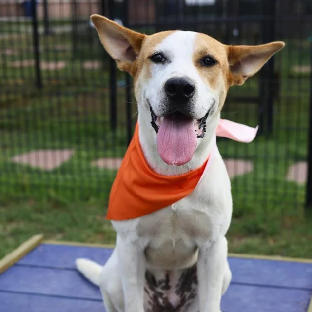 A young medium-sized female Hound dog named Ellie for adoption in San Antonio, TX