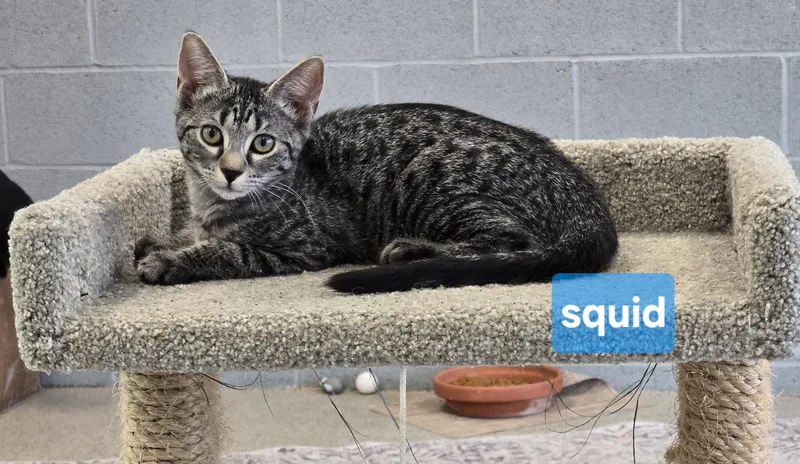 A young medium-sized female Domestic Short Hair cat named Squid for adoption in Maggie Valley, NC