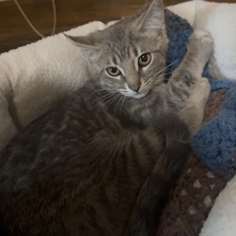 A baby small-sized male Gray / Blue / Silver Domestic Short Hair cat named Mercury for adoption in Garfield, AR