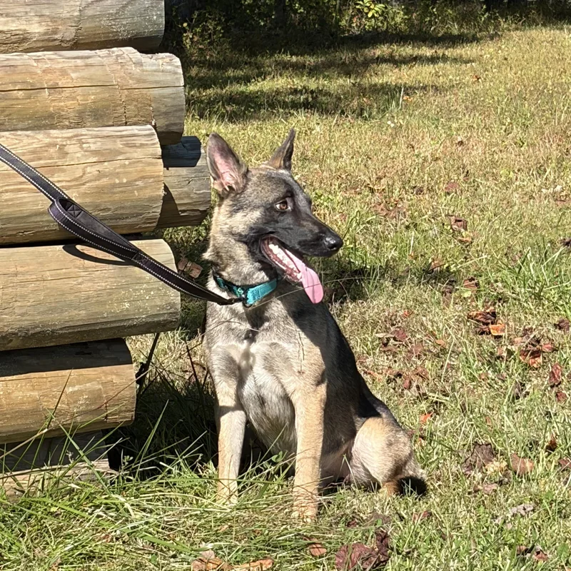 A young medium-sized male German Shepherd Dog dog named Josh for adoption in Thibodaux, LA