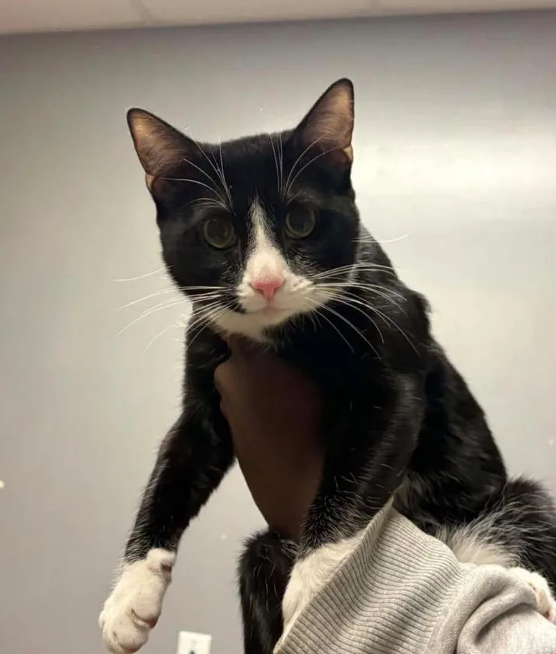 A young small-sized male Domestic Short Hair cat named Porch for adoption in Ocala, FL