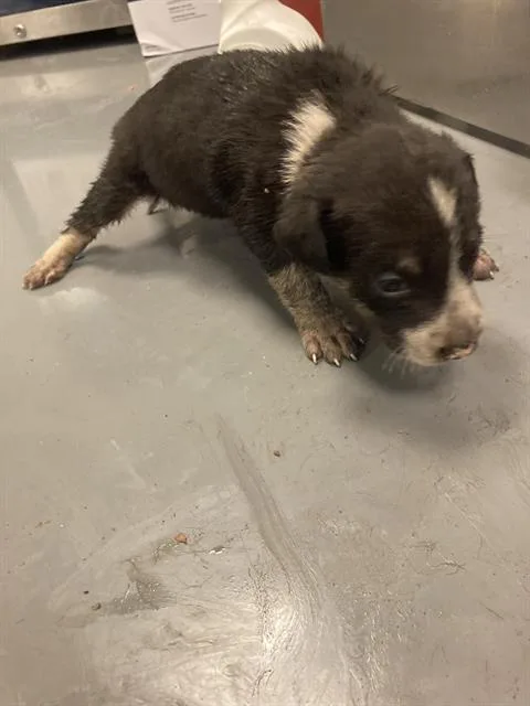 A baby small-sized male Mixed Breed dog named Rocky for adoption in Dallas, TX