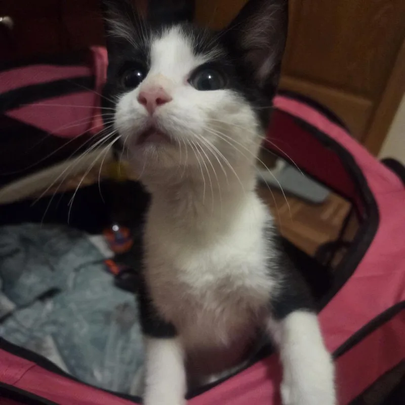A baby small-sized male White Domestic Short Hair cat named Frankenstein for adoption in Buffalo, MN