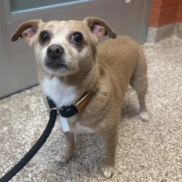 An adult small-sized female Chihuahua dog named Khalesi for adoption in Pueblo, CO