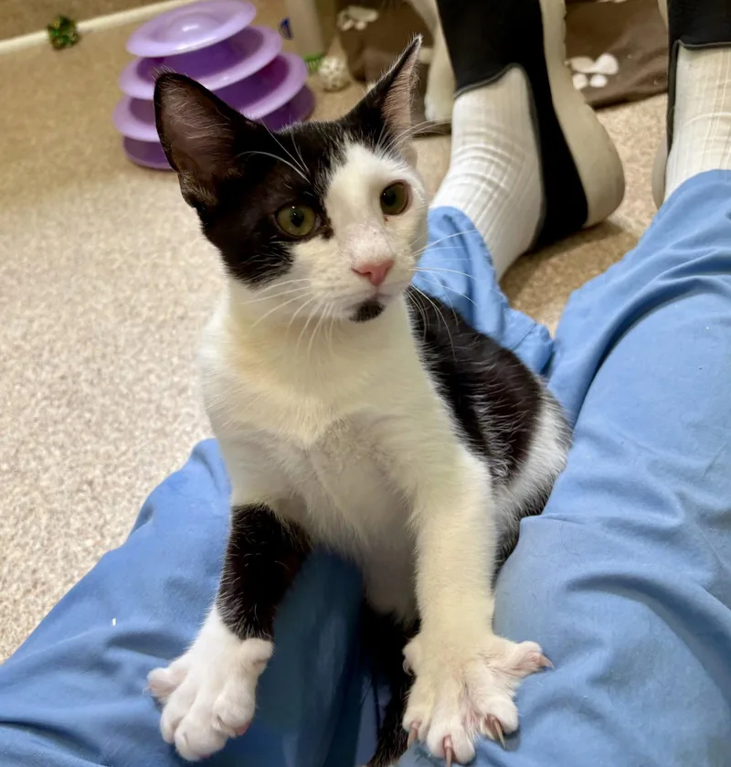 A young medium-sized female Black & White / Tuxedo Domestic Short Hair cat named Orchid for adoption in Mc Cormick, SC