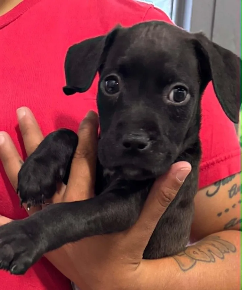 A baby medium-sized female Black Labrador Retriever dog named Maizie for adoption in Clairton, PA