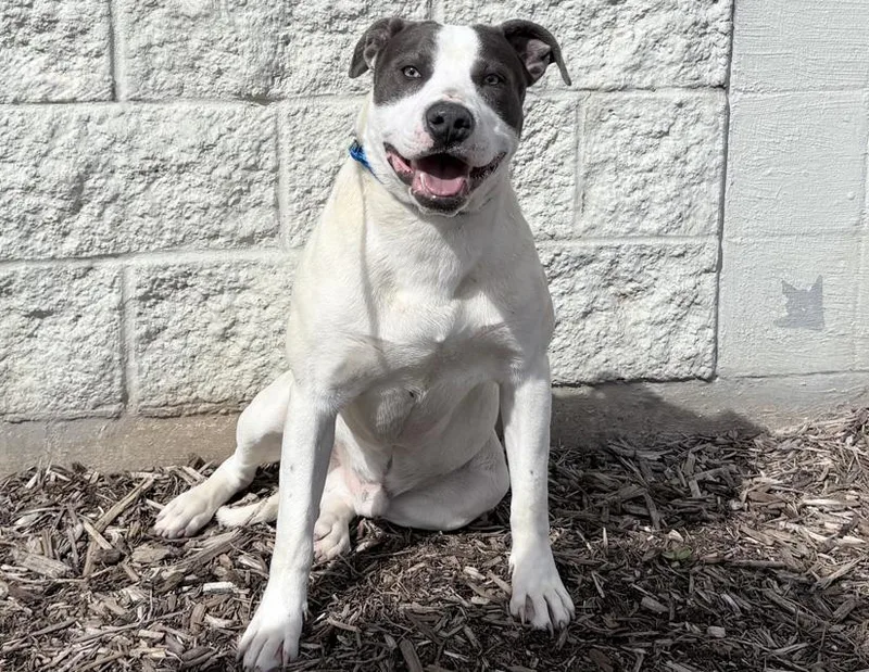 Inchworm thumbnail 2