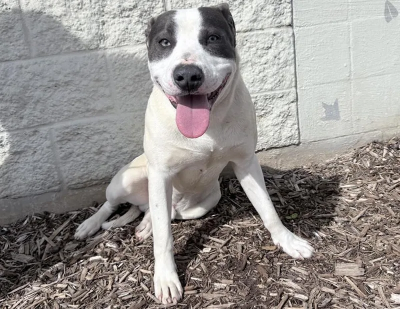 Inchworm thumbnail 3