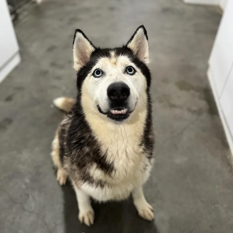 An adult medium-sized male Black Husky dog named Aspen for adoption in Eufaula, OK
