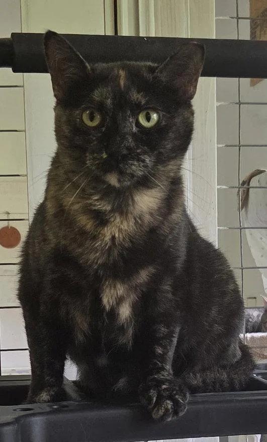 Phoebe