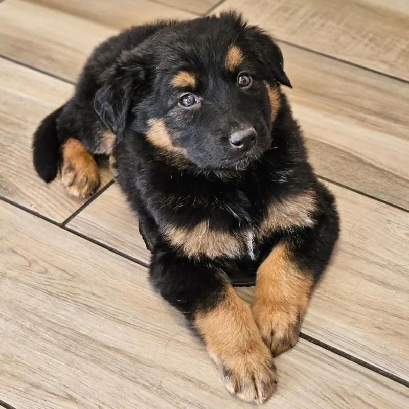 A baby large-sized male Yellow / Tan / Blond / Fawn German Shepherd Dog dog named Bramble for adoption in Chicago, IL