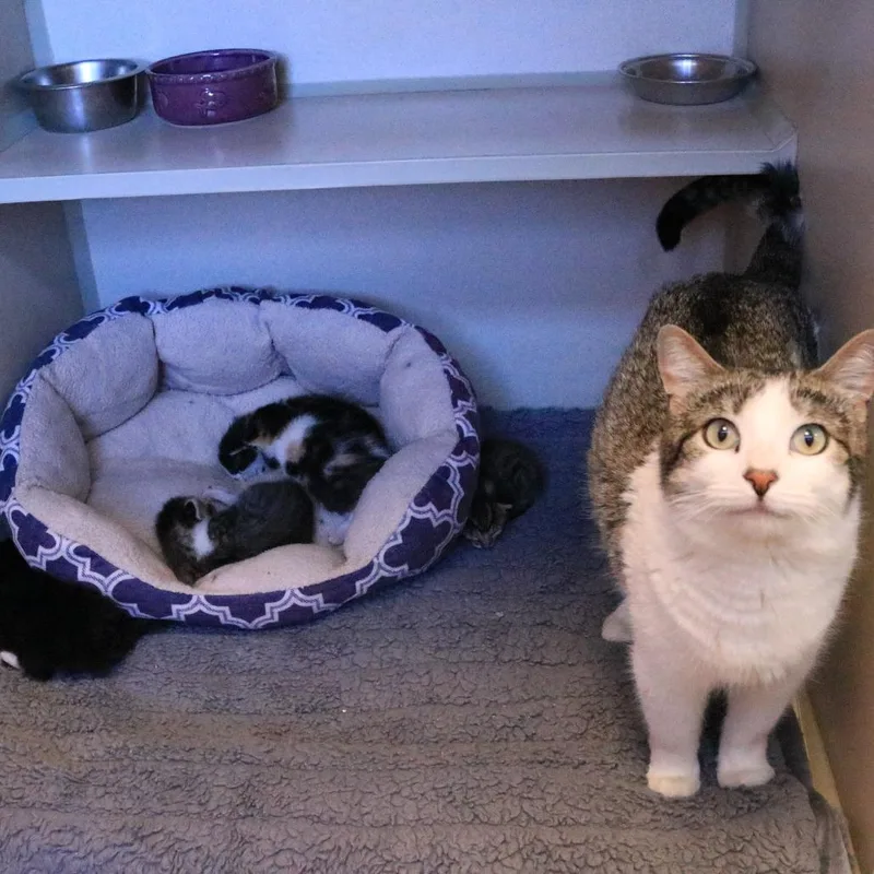 An adult medium-sized female Brown / Chocolate Domestic Short Hair cat named Paisley for adoption in Rifle, CO