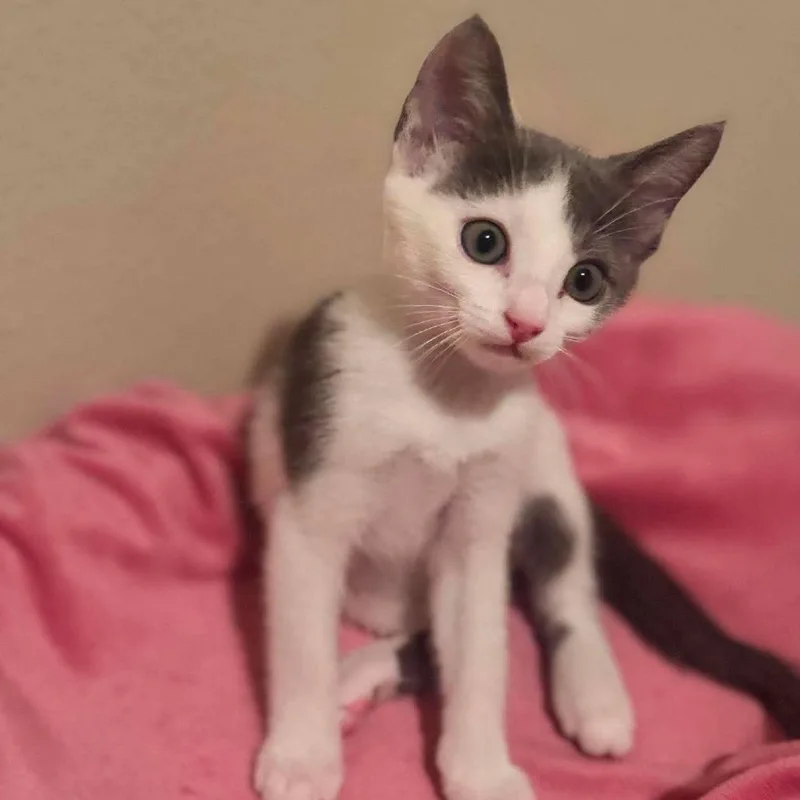 A baby small-sized female White Domestic Short Hair cat named Maya for adoption in Redmond, WA