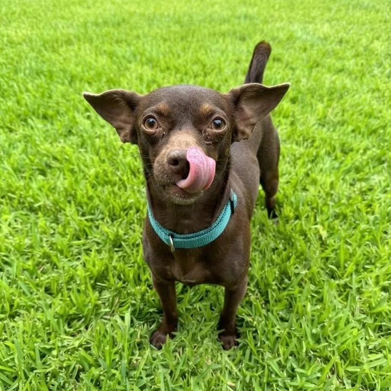An adult small-sized male Brown / Chocolate Chihuahua dog named Cocoa for adoption in Las Vegas, NV