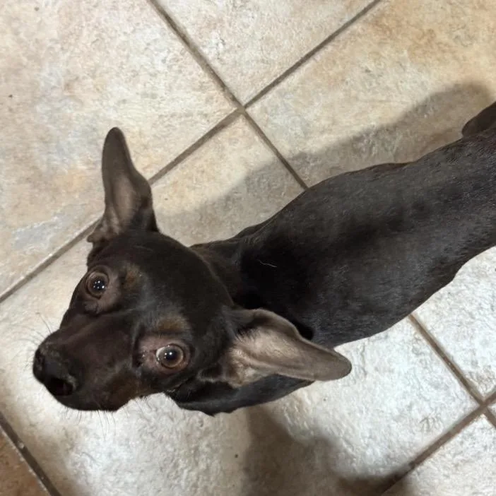 Cocoa thumbnail 2