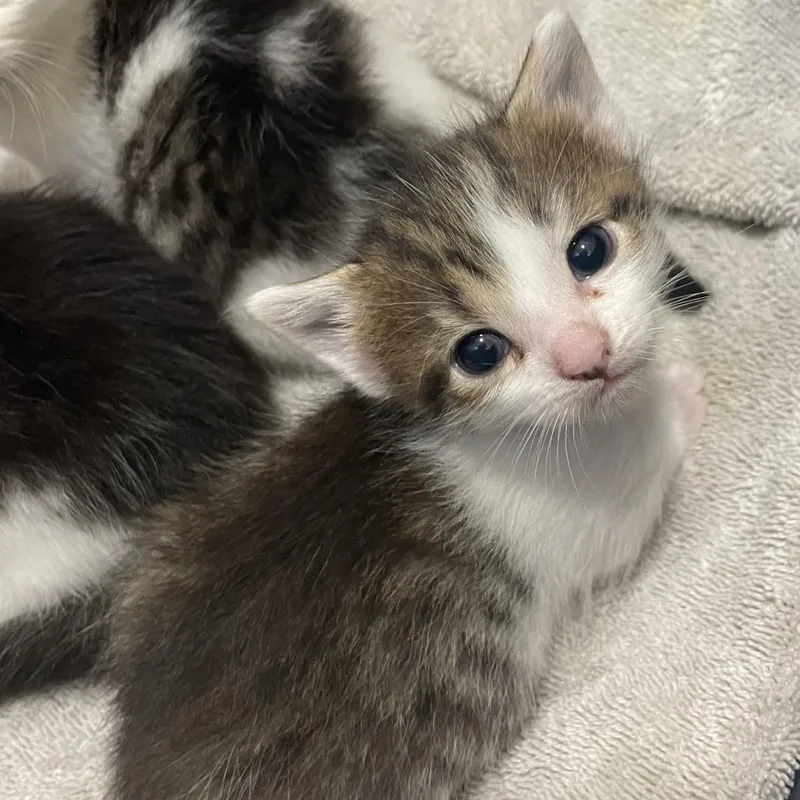 Ivy Springtl thumbnail 2