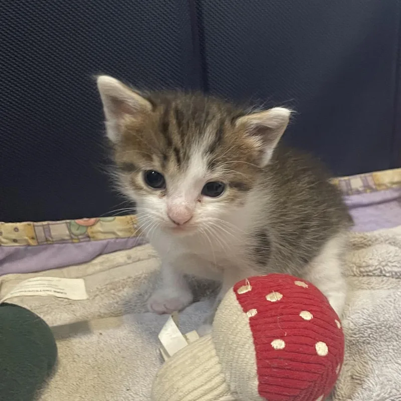 Ivy Springtl thumbnail 3