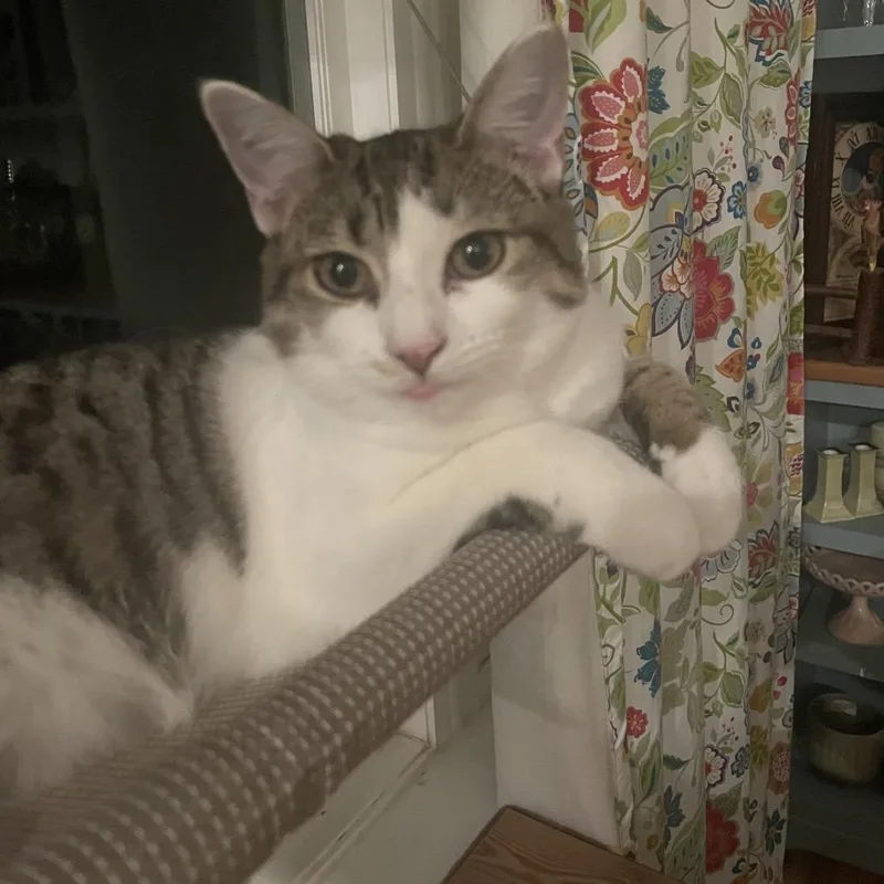 Ivy Springtl thumbnail 4