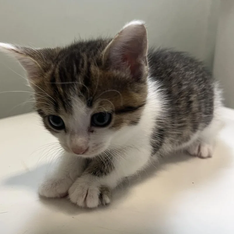 Ivy Springtl thumbnail 5