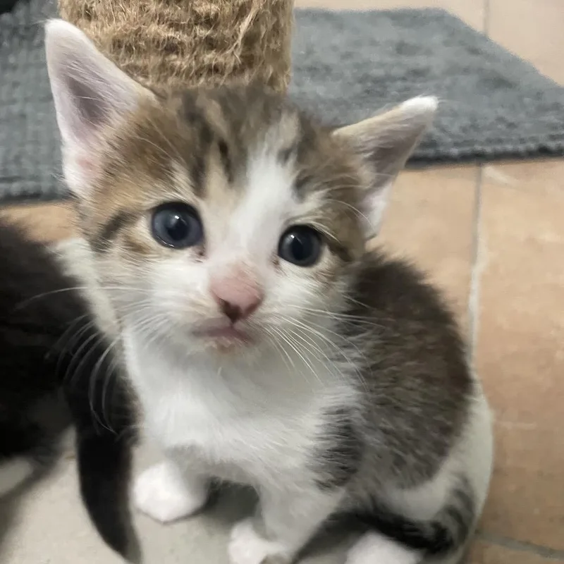 Ivy Springtl thumbnail 6