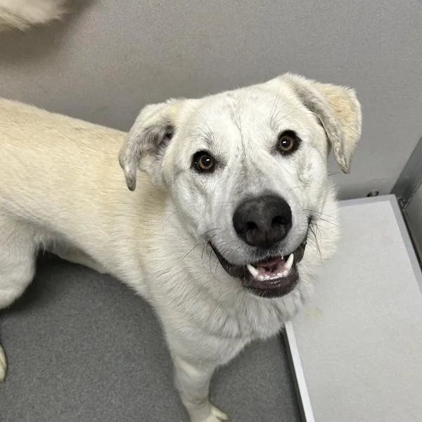 A young large-sized male Great Pyrenees dog named Bruce for adoption in Des Moines, IA