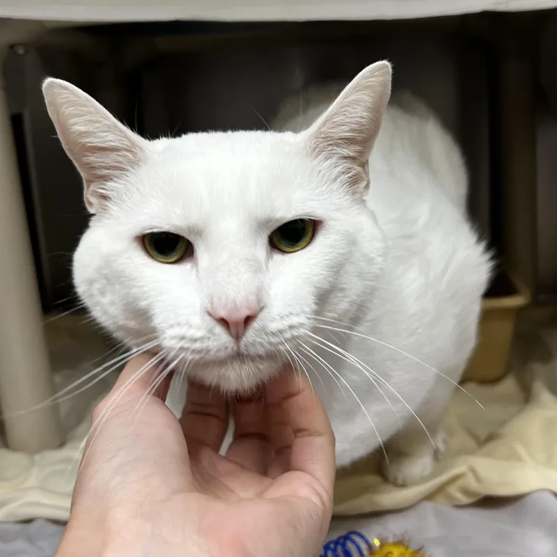 Cottonball thumbnail 2