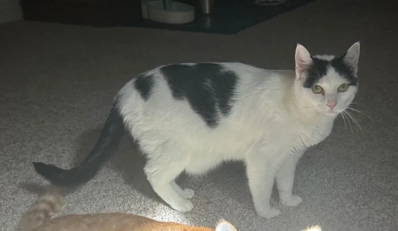 Duey And Roxy thumbnail 2