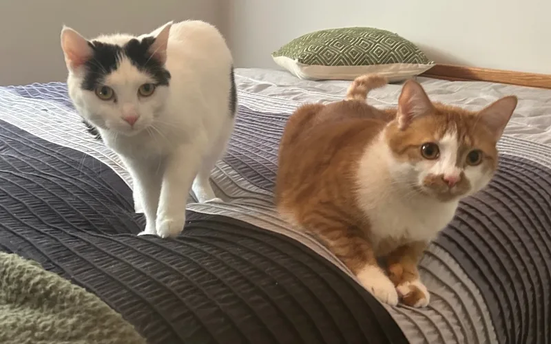 Duey And Roxy thumbnail 3