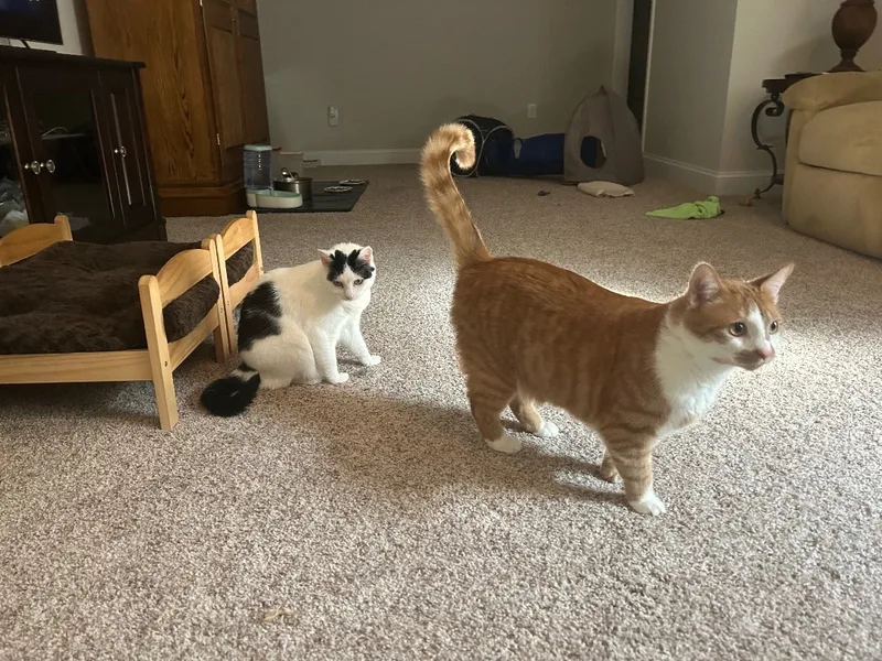 Duey And Roxy thumbnail 5