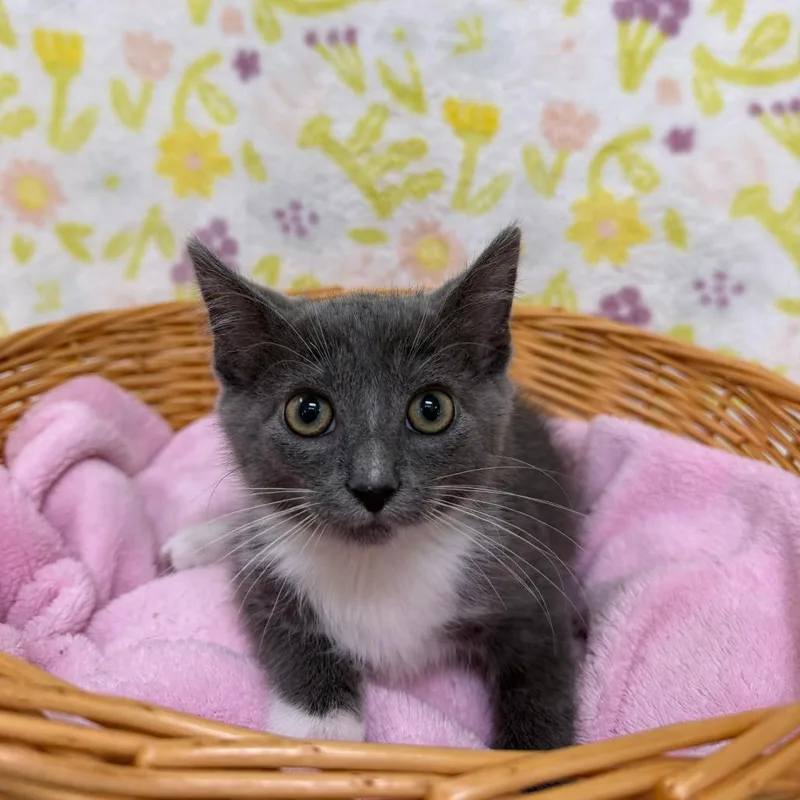 A baby small-sized male Gray / Blue / Silver Domestic Short Hair cat named Mater for adoption in Deerfield, IL