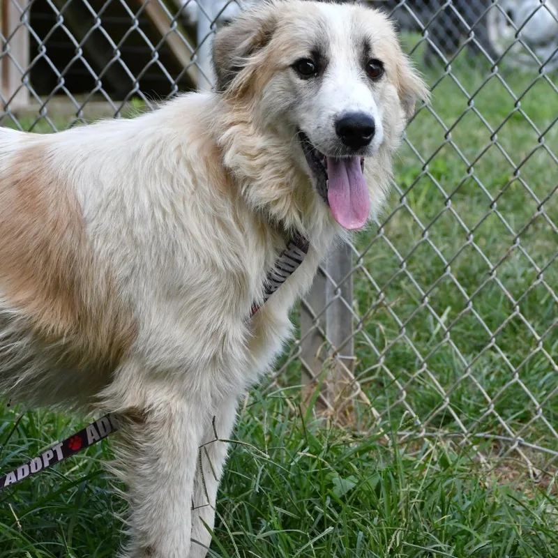 A young medium-sized female Great Pyrenees dog named Peaches for adoption in Beaumont, TX