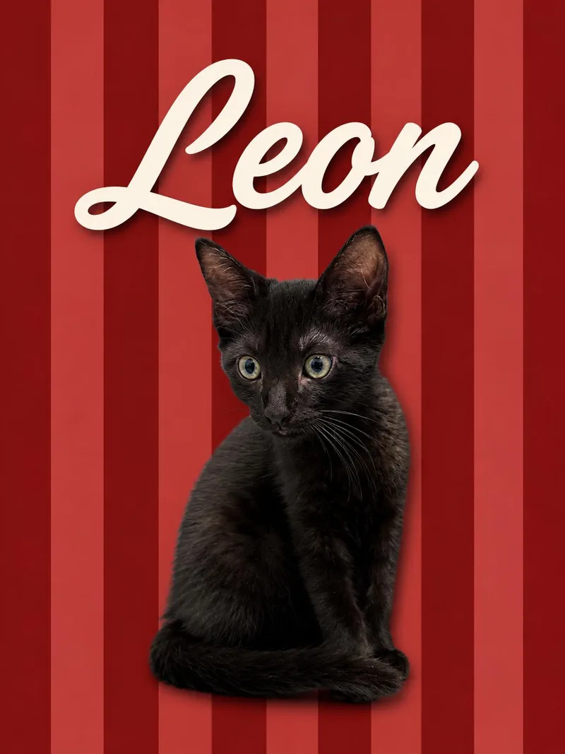 Leon