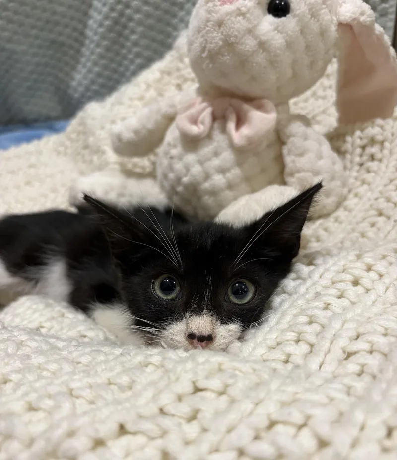 A baby small-sized male Black & White / Tuxedo American Shorthair cat named Black Cloud for adoption in Homestead, FL