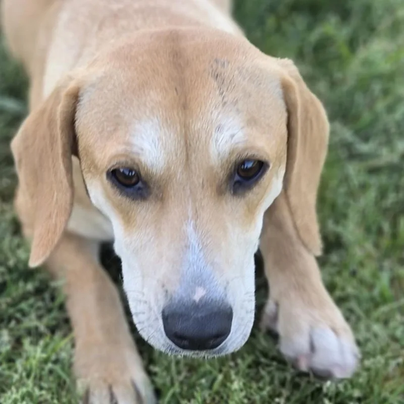A young medium-sized female Yellow / Tan / Blond / Fawn Mixed Breed dog named Lucy for adoption in Bessemer, AL