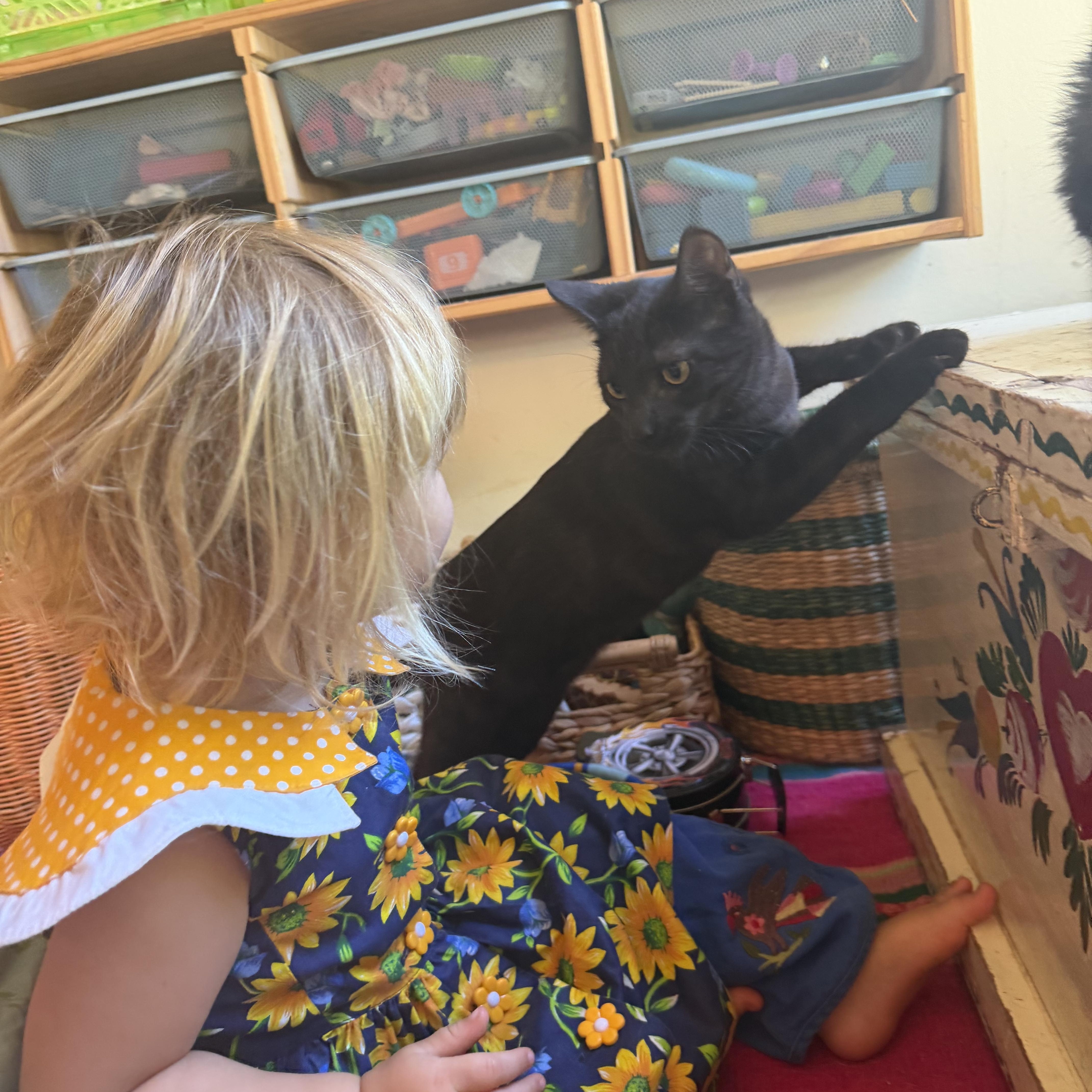 A young medium-sized female Domestic Medium Hair cat named Abalone for adoption in Los Osos, CA