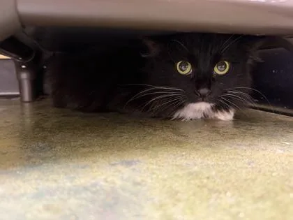 An adult medium-sized female Domestic Long Hair cat named Jemma for adoption in Memphis, TN