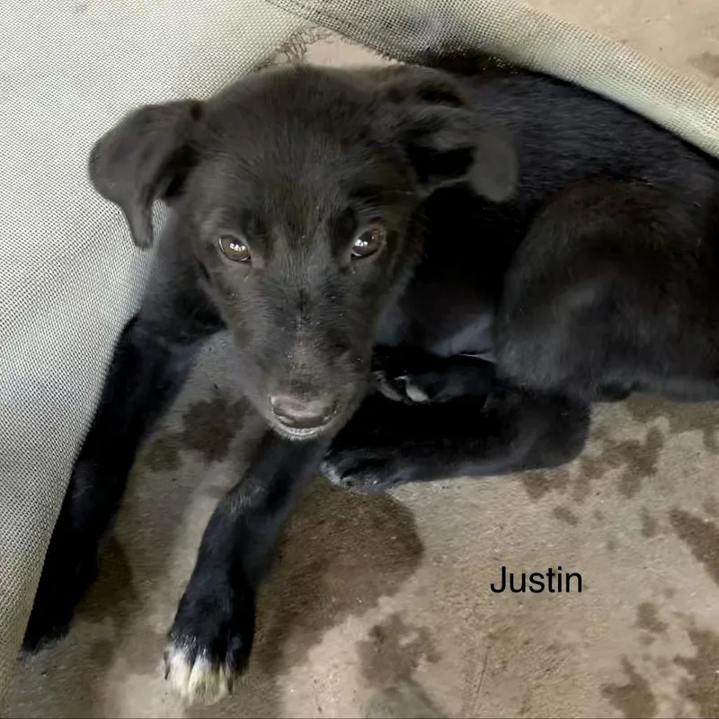 A baby medium-sized male Black Labrador Retriever dog named Justin for adoption in Mount Pleasant, TX
