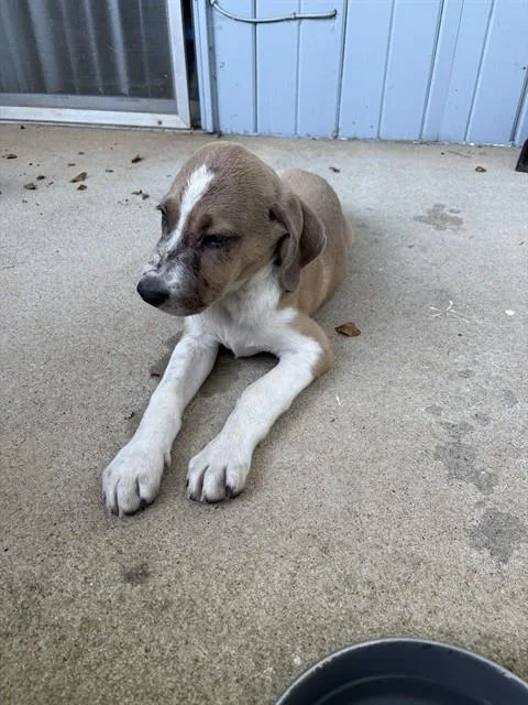 A baby medium-sized male Labrador Retriever dog named Carson for adoption in Huntsville, AL