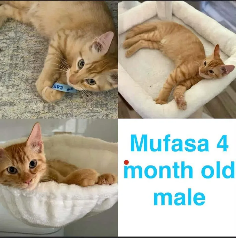 A baby medium-sized male Domestic Short Hair cat named Mufasa for adoption in Mustang, OK