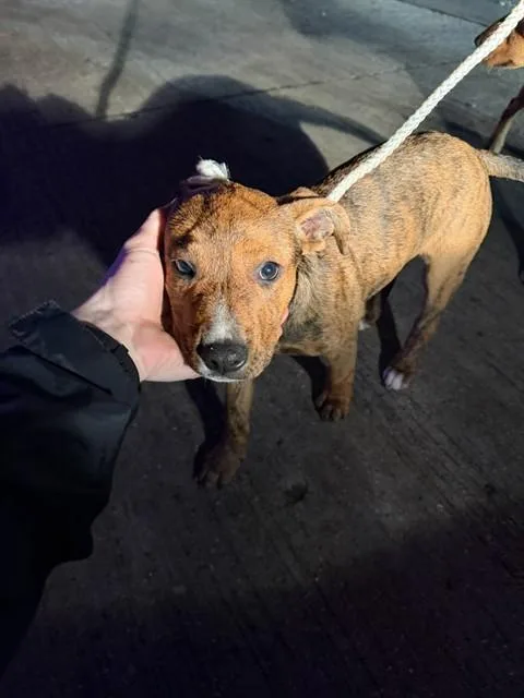 A baby large-sized female Mixed Breed dog named Rampage for adoption in Dallas, TX