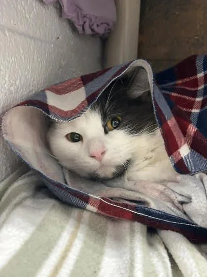 An adult large-sized female Domestic Short Hair cat named Belle for adoption in Munster, IN