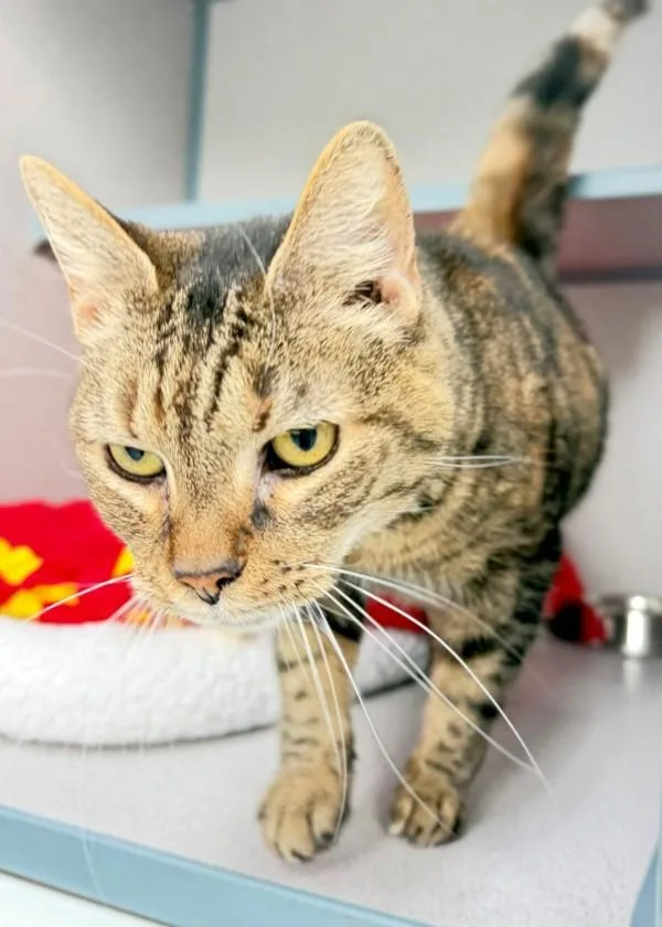 A senior medium-sized female Domestic Short Hair cat named Lulu for adoption in Skillman, NJ