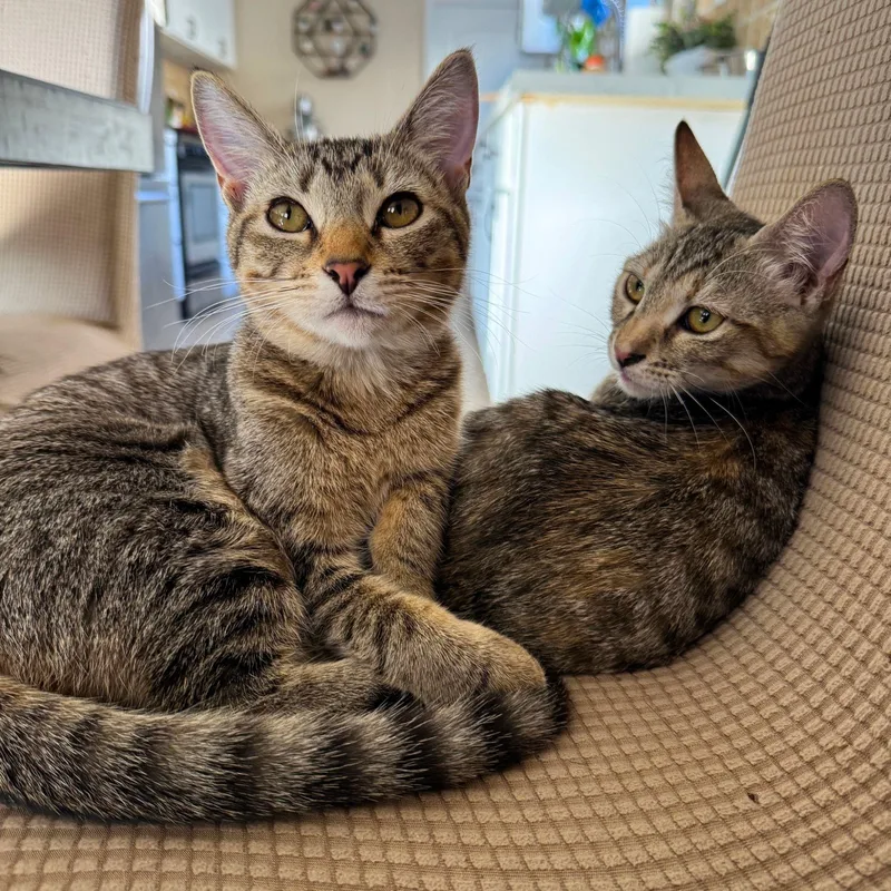 Julie And Junie thumbnail 5