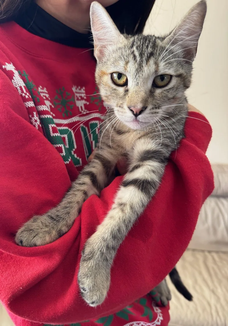 Julie And Junie thumbnail 6