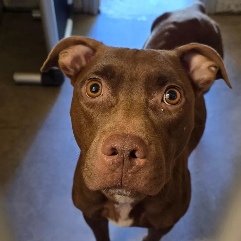 An adult medium-sized female Cane Corso dog named Maple for adoption in Waldorf, MD