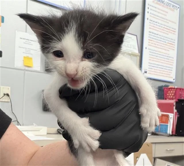 A baby medium-sized female Domestic Short Hair cat named November for adoption in Dallas, TX