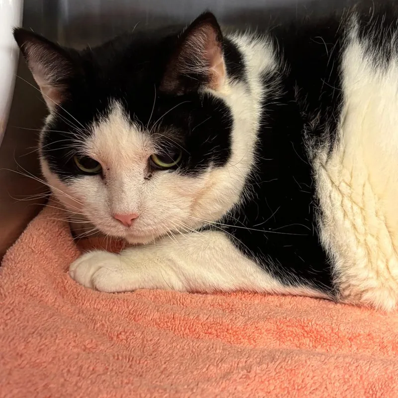 A senior large-sized male White Domestic Short Hair cat named Chunky for adoption in Philadelphia, PA